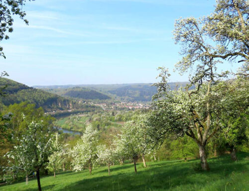 Streuobstwiesenprojekt des Rhein-Neckar-Kreises am Freiwilligentag 2024