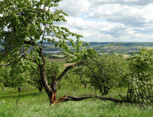 Förderung Baumschnitt-Streuobst