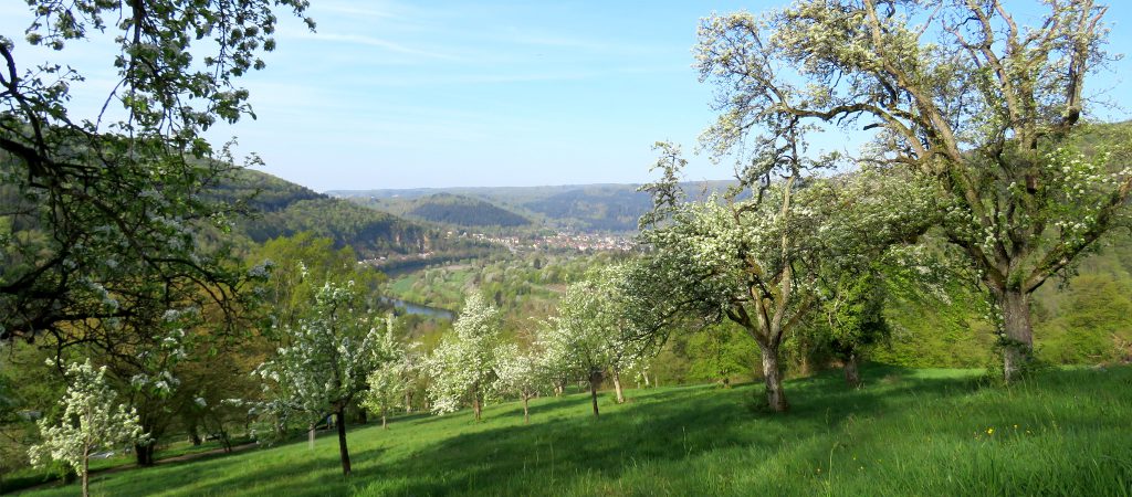Das Foto zeigt die Landschaft am Dilsberg, Neckargemünd.