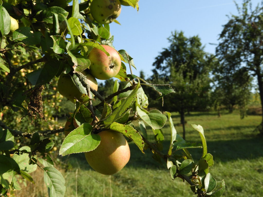 Äpfel am Baum