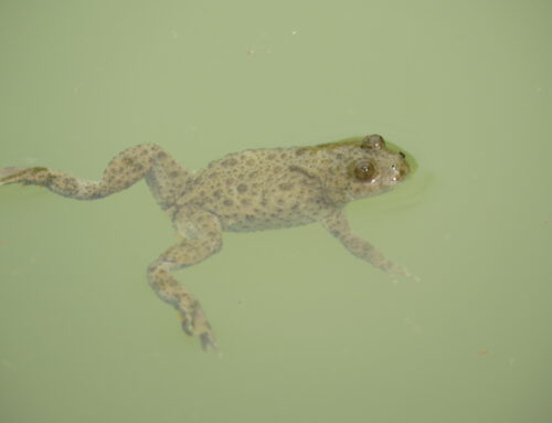 Projektförderung für Amphibien und Reptilien „Impulse für die Vielfalt“ 2023 – Bewerbungen bis 15. Mai 2023