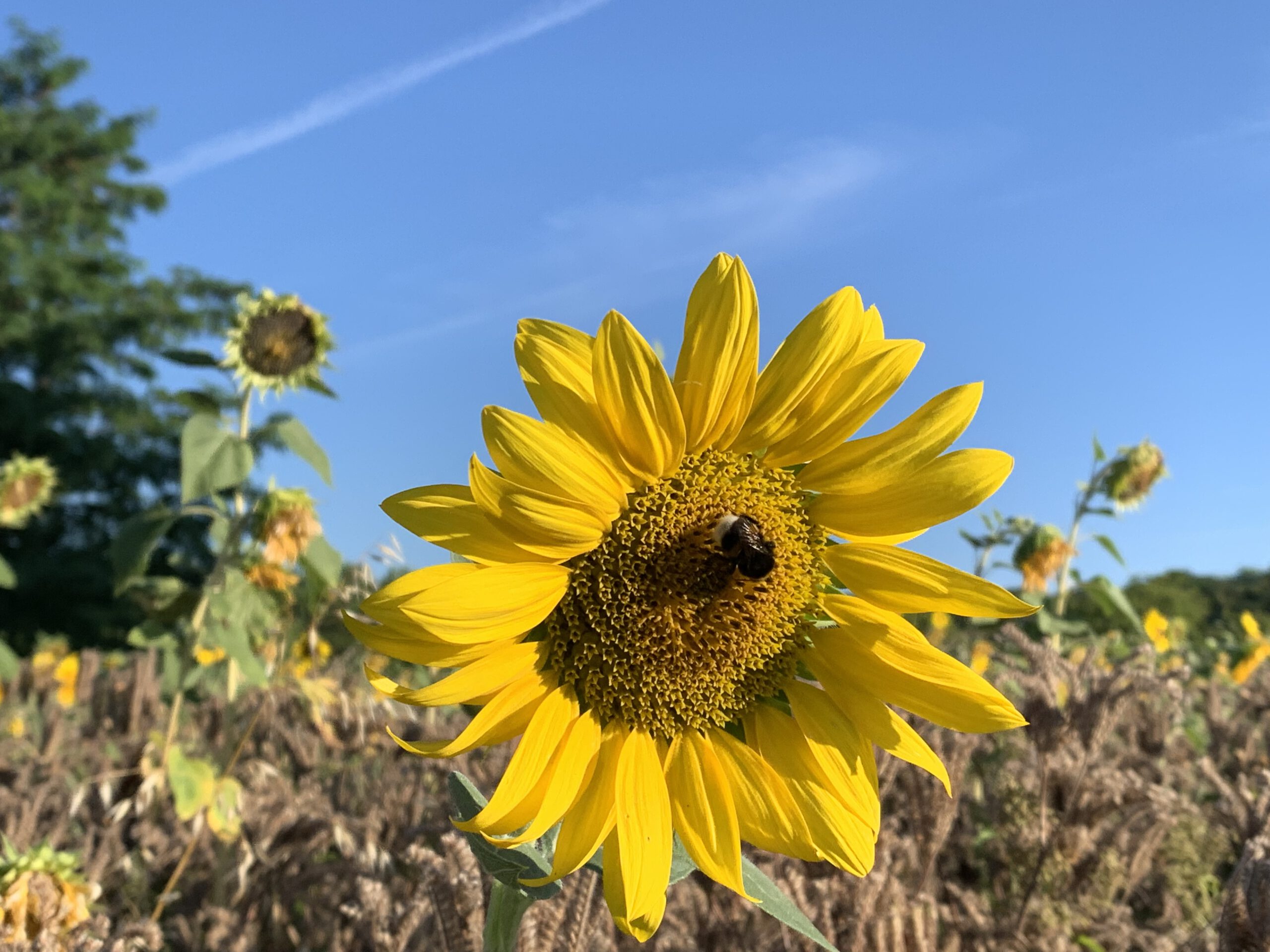 Foto einer Sonnenblume