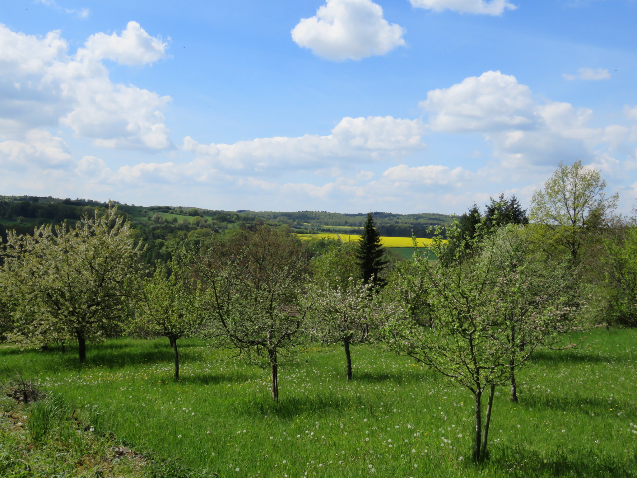 Dieses Bild zeigt ein Landschaftsbild im Frühjahr mit Streuobstbäumen im Vordergrund