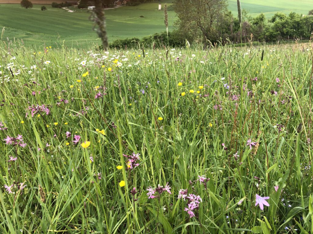 Foto einer FFH-Mähwiese im Rhein-Neckar-Kreis, Foto: L. Krauß